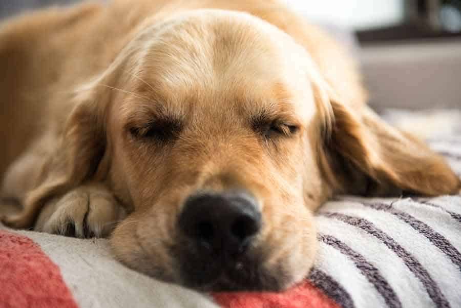 Dozer the golden retriever dog sleeping