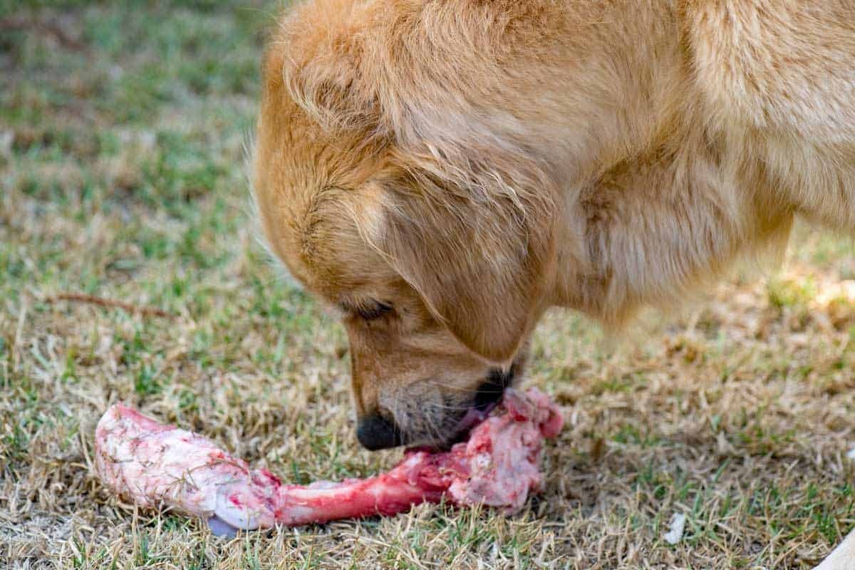 Dozer Lamb Leg Bone