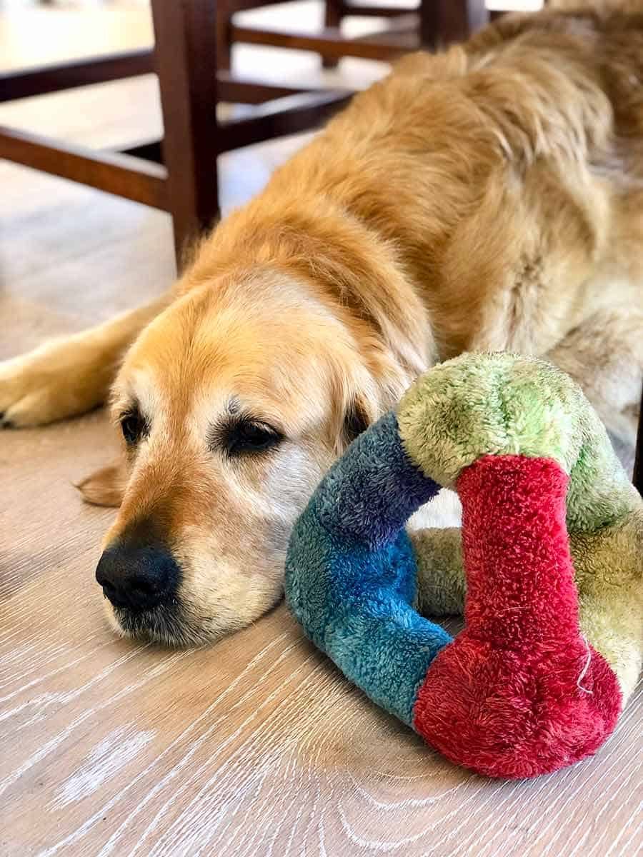 Dozer stole Bennie's toy