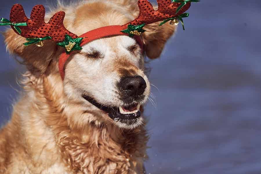 Dozer Nagi Bayview Christmas 2020 Unleashed Pittwater