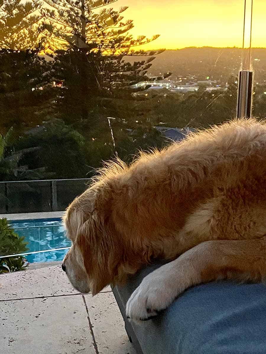 Dozer snoozing on outdoor lounge