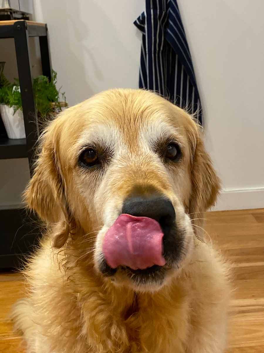 Dozer licking lips