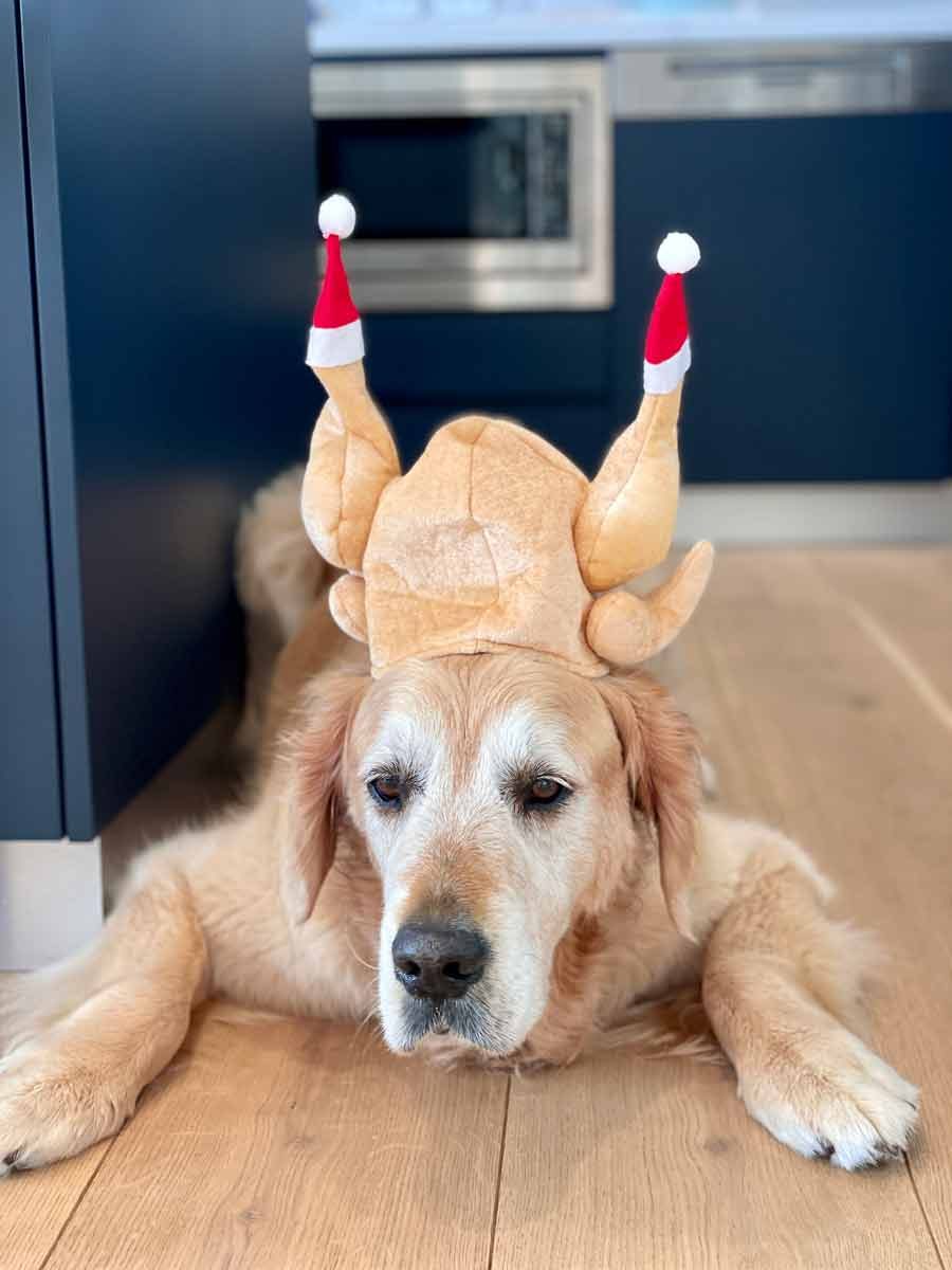 Dozer with turkey on head